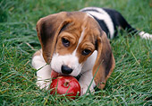 PUP 09 GR0033 01
Beagle Puppy Laying On Grass Licking Red Apple