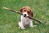 PUP 09 GR0035 01
Beagle Puppy Sitting On Grass Holding Stick