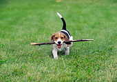 PUP 09 GR0036 01
Beagle Puppy Running On Grass Carrying Stick