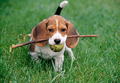 PUP 09 GR0038 01
Beagle Puppy Standing On Grass Holding Stick And Pear In Mouth