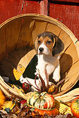 PUP 09 LS0001 01
Beagle Puppy Sitting In Basket With Gourds And Corn