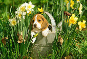 PUP 09 LS0003 01
Beagle Puppy Sitting In Watering Can By Daffodils