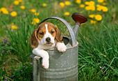 PUP 09 LS0004 01
Beagle Puppy Sitting In Watering Can By Flowers