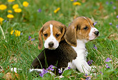 PUP 09 LS0006 01
Two Beagle Puppies Sitting On Grass By Yellow And Violet Flowers