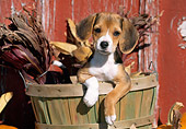 PUP 09 LS0007 01
Beagle Puppy Sitting In Wooden Basket With Corn Husks