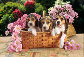PUP 09 RC0001 01
Three Beagle Puppies Sitting In Basket In Garden With Pink Flowers