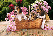 PUP 09 RC0001 02
Three Beagle Puppies Sitting In Basket In Garden With Pink Flowers