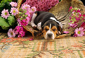 PUP 09 RC0002 01
Beagle Puppy Sleeping In Wicker Basket With Pink Flowers