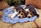 PUP 09 RC0003 01
Two Beagle Puppies Sleeping On Blue Blanket By Baskets