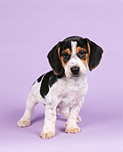 PUP 09 RK0001 03
Beagle Puppy Facing Camera On Purple Seamless Background