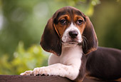 PUP 09 RK0002 01
Shoulder Shot Of Beagle Laying On Wooden Fence Green Leaves Background