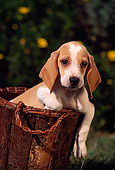 PUP 09 RK0019 11
Head Shot Of Beagle Sitting In Wooden Bucket