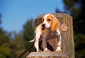 PUP 09 RK0032 02
Beagle Puppy Sitting On Wooden Stump Trees Blue Sky