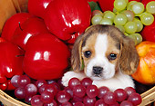 PUP 09 RK0040 01
Head Shot Of Beagle Puppy Sitting In A Basket Of Fruit
