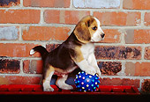 PUP 09 RK0077 03
Beagle Puppy Playing With Blue Ball Brick Background