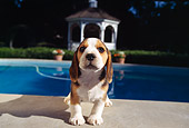 PUP 09 RK0092 07
Wide Angle Shot Of Beagle Puppy Standing By Pool