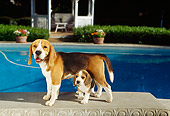 PUP 09 RK0093 03
Beagle Mother Standing With Puppy On Concrete Bench By Pool