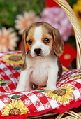 PUP 09 RK0094 10
Beagle Puppy Sitting In Picnic Basket With Red And White Cloth