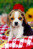 PUP 09 RK0095 05
Beagle Puppy Sitting In Picnic Basket With Red And White Cloth