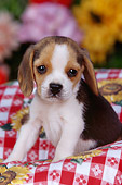 PUP 09 RK0095 07
Beagle Puppy Sitting In Picnic Basket With Red And White Cloth