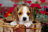 PUP 09 RK0098 04
Head Shot Of Beagle Puppy Sitting In Wooden Bucket By Flowers