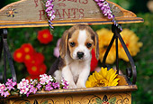 PUP 09 RK0106 02
Beagle Puppy Standing In Flower Cart