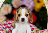 PUP 09 RK0108 02
Head Shot Of Beagle Puppy Sitting In Basket On Red And White Pillow