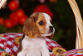 PUP 09 RK0108 03
Head Shot Of Beagle Puppy Sitting In Basket On Red And White Pillow