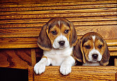 PUP 09 RK0117 07
Head Shot Of Two Beagle Puppies Sitting In Wooden Desk Drawer