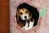 PUP 09 RK0160 06
Beagle Puppy Peeking Through Round Hole In Cat Play House