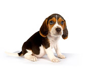 PUP 09 RK0167 01
Beagle Puppy On White Seamless