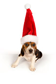 PUP 09 RK0188 01
Beagle Puppy Wearing Santa Hat On White Seamless