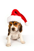 PUP 09 RK0189 01
Beagle Puppy Wearing Santa Hat On White Seamless