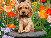 PUP 10 BK0005 01
Cocker Spaniel Puppy Sitting In Flower Pot In Garden