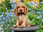 PUP 10 BK0006 01
Cocker Spaniel Puppy Sitting In Flower Pot In Garden