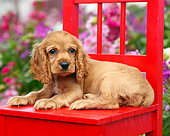 PUP 10 BK0007 01
Cocker Spaniel Puppy Laying On Red Chair In Garden