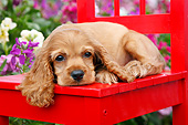 PUP 10 BK0008 01
Cocker Spaniel Puppy Laying On Red Chair In Garden