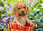 PUP 10 BK0009 01
Cocker Spaniel Puppy Sitting In Basket In Garden