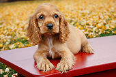 PUP 10 BK0011 01
Cocker Spaniel Puppy Laying On Bench By Autumn Leaves