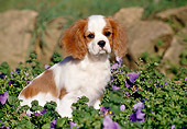 PUP 10 CB0001 01
Cavalier King Charles Spaniel Puppy Sitting In Garden