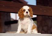 PUP 10 CB0003 01
Cavalier King Charles Spaniel Puppy Sitting Under Railing