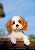 PUP 10 CB0004 01
Cavalier King Charles Spaniel Puppy Leaning On Railing