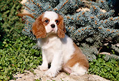 PUP 10 CB0005 01
Cavalier King Charles Spaniel Puppy Sitting On Rock By Evergreen