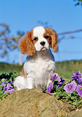 PUP 10 CB0006 01
Cavalier King Charles Spaniel Puppy Sitting On Rock By Purple Flowers