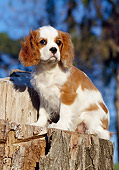 PUP 10 CB0007 01
Cavalier King Charles Spaniel Puppy Sitting On Stump
