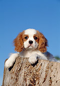 PUP 10 CB0008 01
Cavalier King Charles Spaniel Puppy Laying On Stump