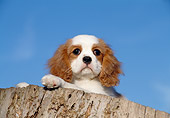 PUP 10 CB0009 01
Cavalier King Charles Spaniel Puppy Laying On Stump