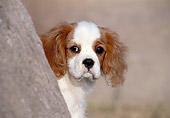 PUP 10 CB0010 01
Cavalier King Charles Spaniel Puppy Looking Out From Behind Tree