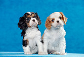 PUP 10 CB0013 01
Two Cavalier King Charles Spaniel Puppies Sitting In Blue Studio