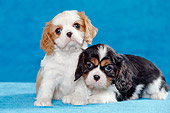 PUP 10 CB0014 01
Two Cavalier King Charles Spaniel Puppies In Blue Studio